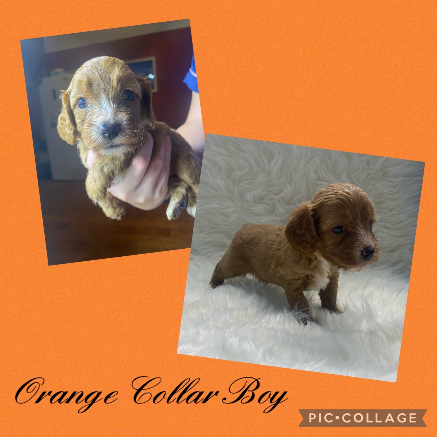 cavoodle puppies chocolate spoodle puppies for sale 2026 Hot